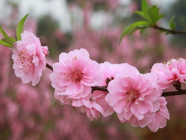 Các loại hoa giúp trang trí nhà đẹp ngày Tết