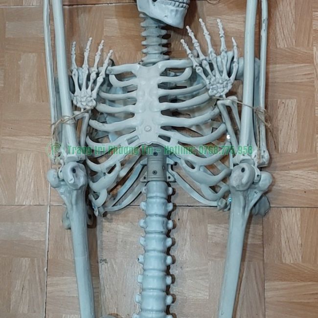 Bộ xương trang trí Halloween