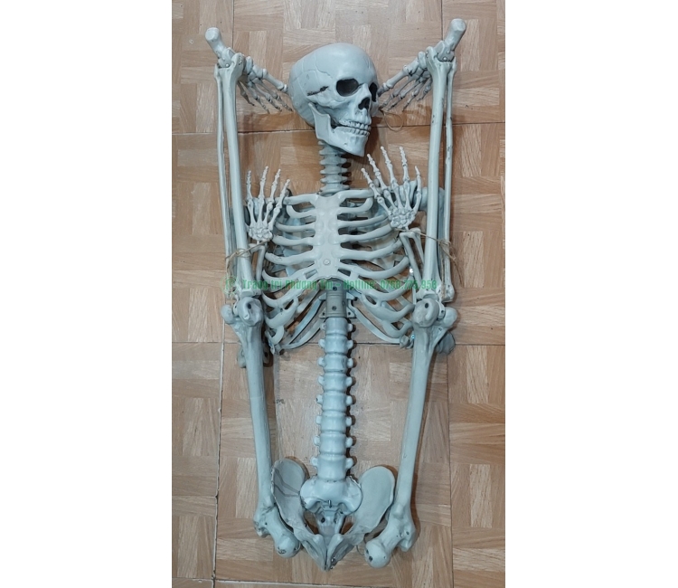 Bộ xương trang trí Halloween